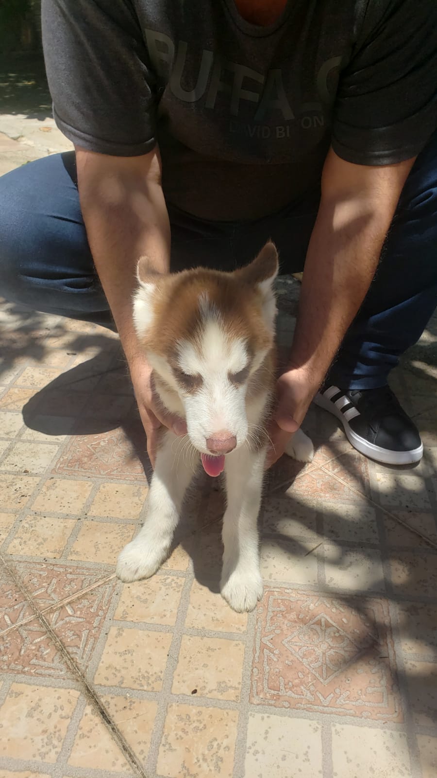 Husky Siberiano Foto 7241102-9.jpg