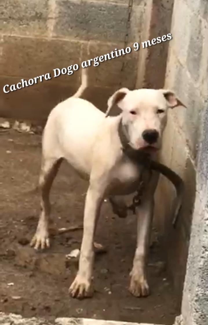 Cachorra Dogo argentino hembra 9 meses Foto 7241121-1.jpg