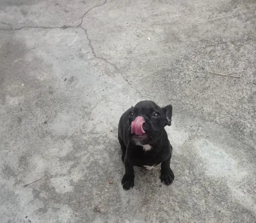 Cachorro Bulldog Frances puro en Santo Domingo Este Foto 7241699-q1.jpg