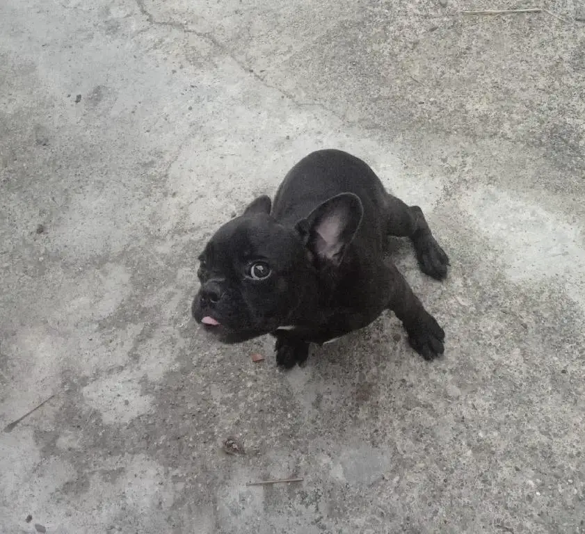 Cachorro Bulldog Frances puro en Santo Domingo Este Foto 7241699-q2.jpg
