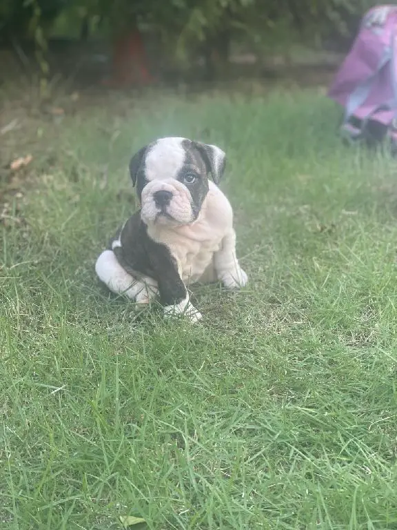 Bulldog Ingles Macho a la venta Foto 7241782-1.jpg