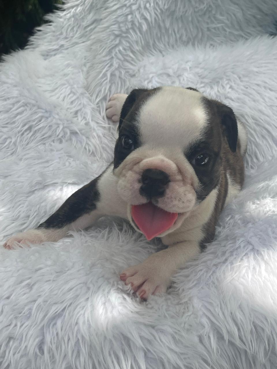 Bulldog Ingles Macho a la venta Foto 7241782-6.jpg