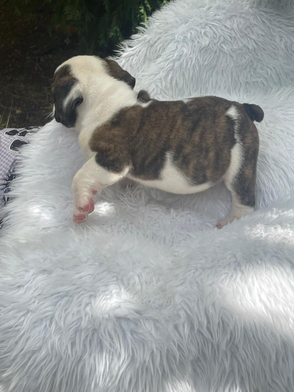 Bulldog Ingles Macho a la venta Foto 7241782-7.jpg