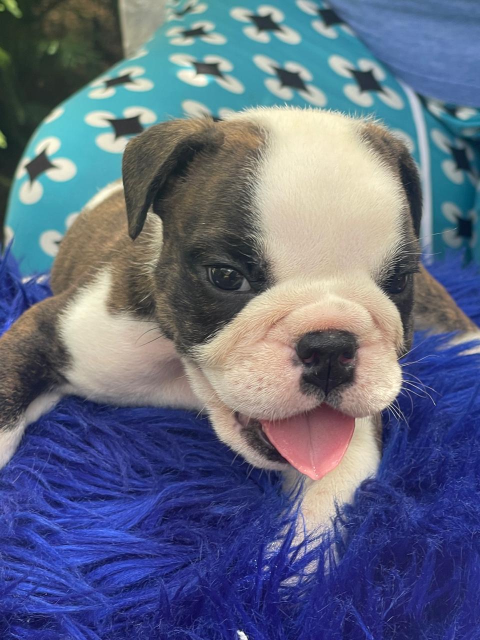 Bulldog Ingles Macho a la venta Foto 7241782-8.jpg