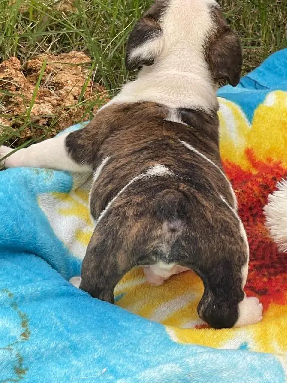 Bulldog Ingles Macho a la venta Foto 7241782-9.jpg