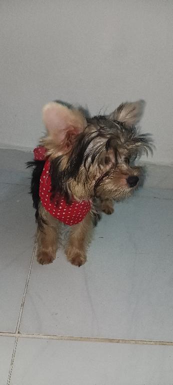 Yorkshire Terrier puro Foto 7241786-1.jpg