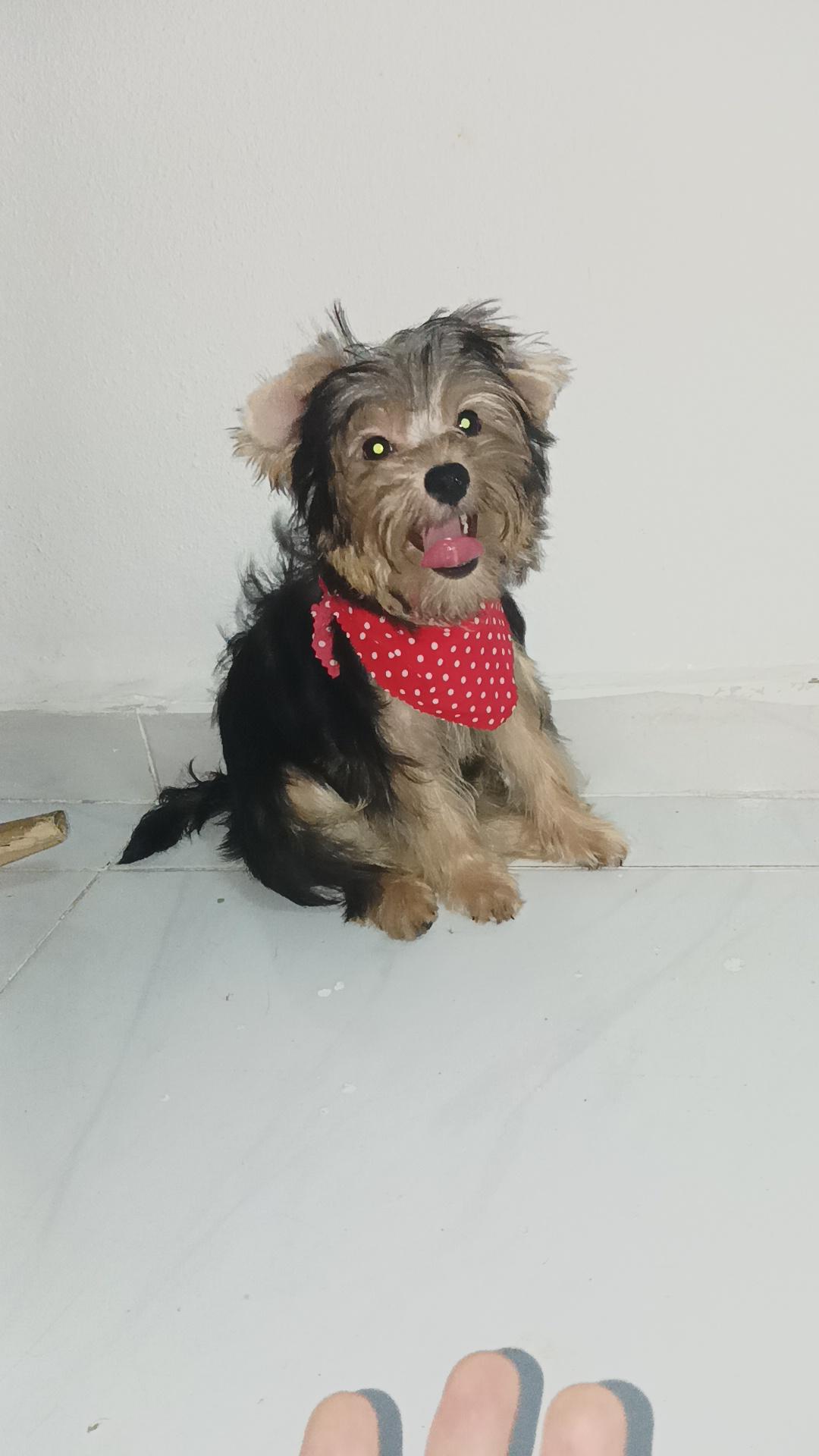 Yorkshire Terrier puro Foto 7241786-2.jpg