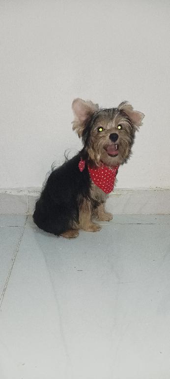 Yorkshire Terrier puro Foto 7241786-3.jpg