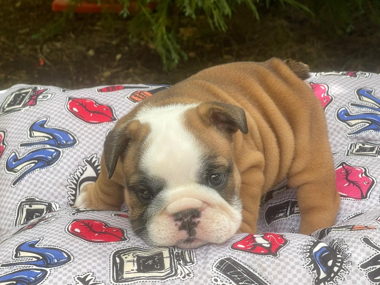 Bulldog Ingles Hembra a la venta Foto 7241837-1.jpg