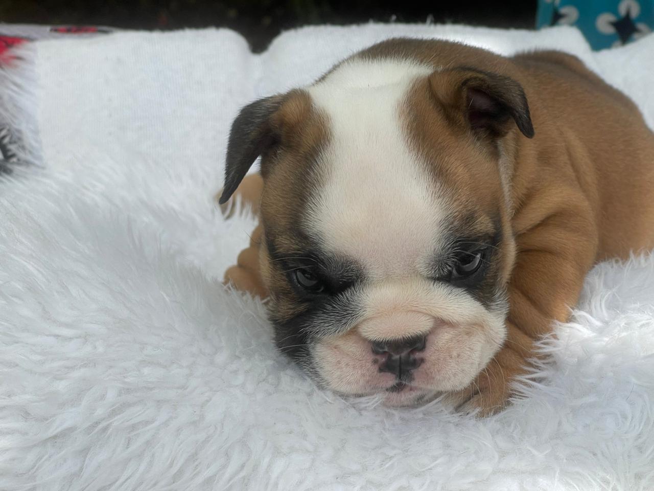 Bulldog Ingles Hembra a la venta Foto 7241837-2.jpg