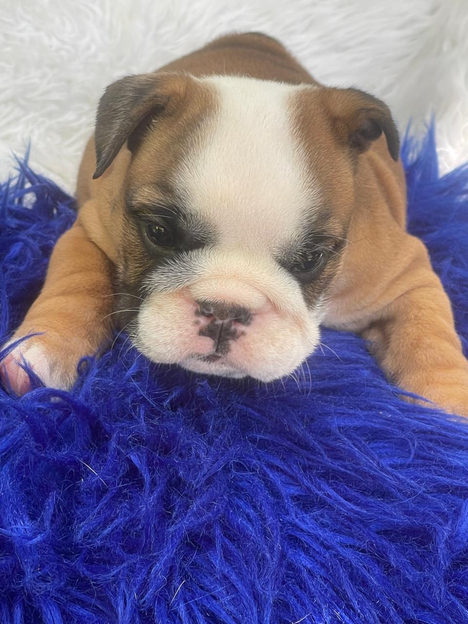 Bulldog Ingles Hembra a la venta Foto 7241837-3.jpg