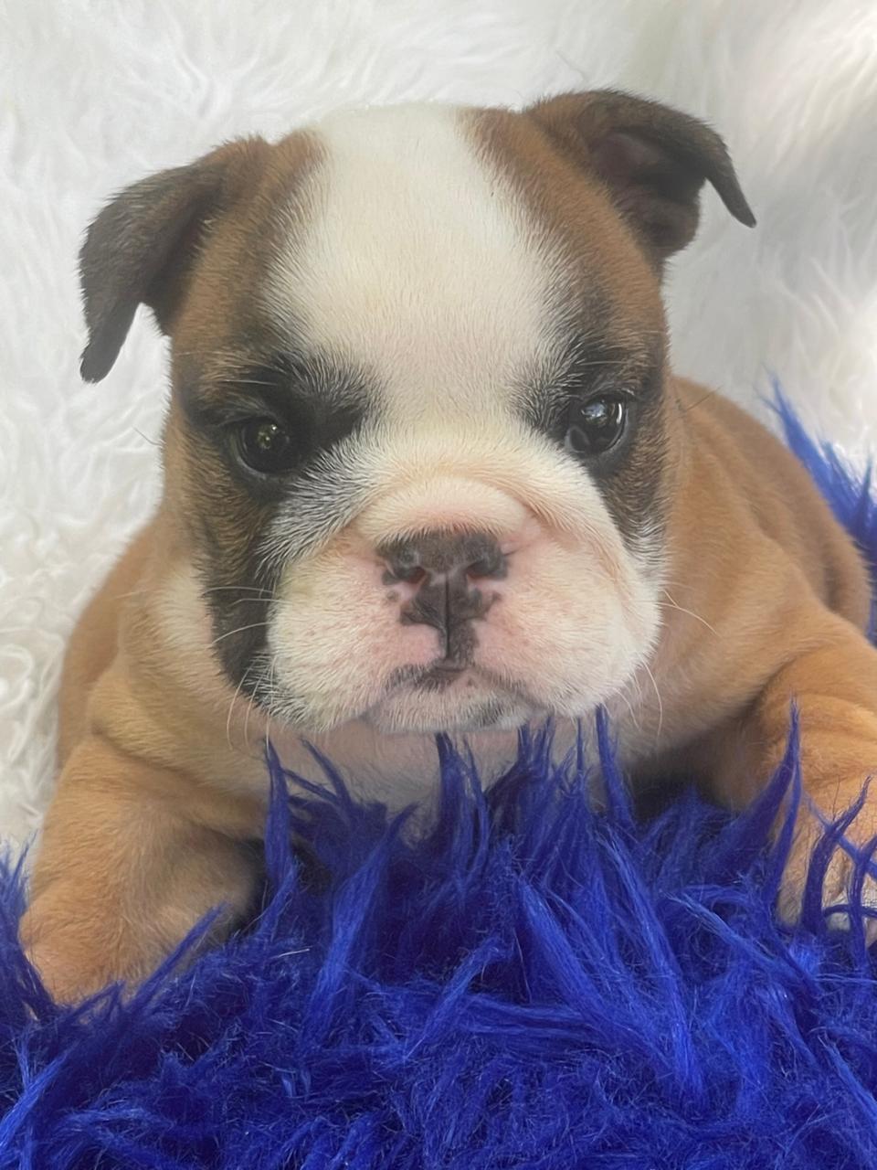Bulldog Ingles Hembra a la venta Foto 7241837-4.jpg