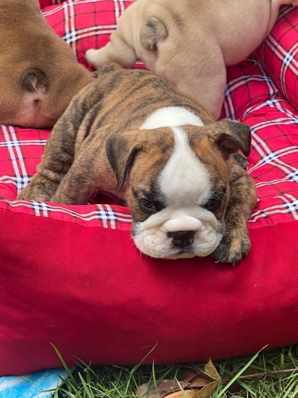 Bulldog Ingles Hembra a la venta Foto 7241837-5.jpg