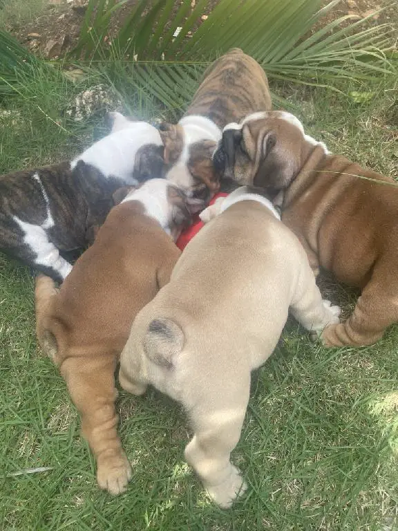 Bulldog Ingles Hembra a la venta Foto 7241837-8.jpg