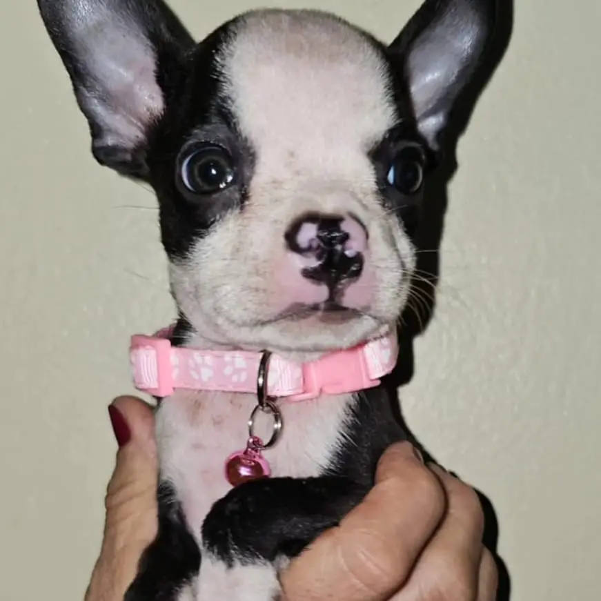 Boston terrier  Foto 7241905-1.jpg