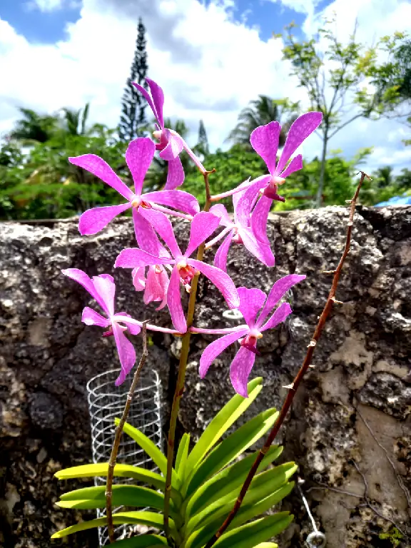 Ofrecemos Matas Decorativa Para Casa o Jardin Foto 7242018-2.jpg