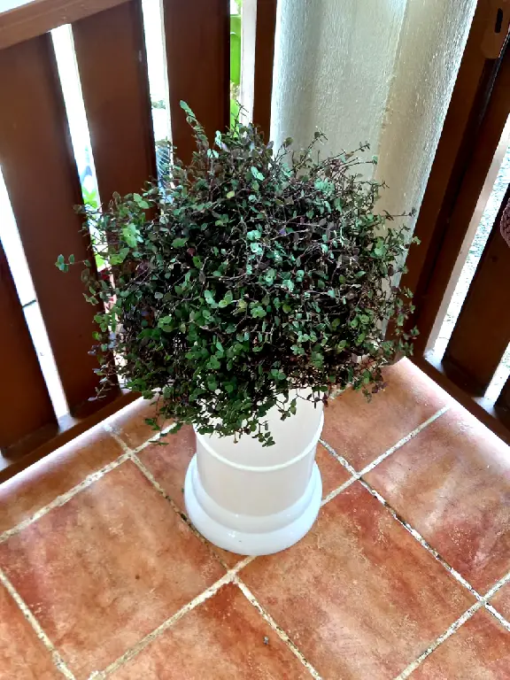 Ofrecemos Matas Decorativa Para Casa o Jardin Foto 7242018-6.jpg