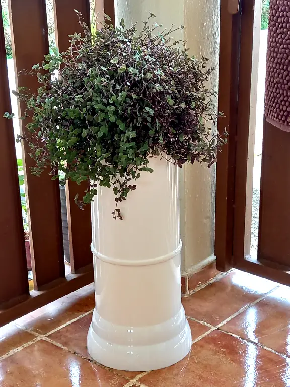 Ofrecemos Matas Decorativa Para Casa o Jardin Foto 7242018-7.jpg