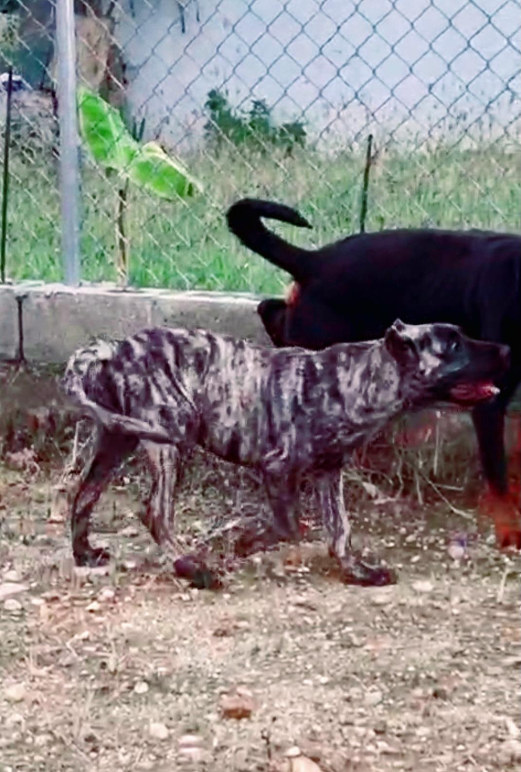 Presa Canario 5 meses Foto 7242612-x1.jpg