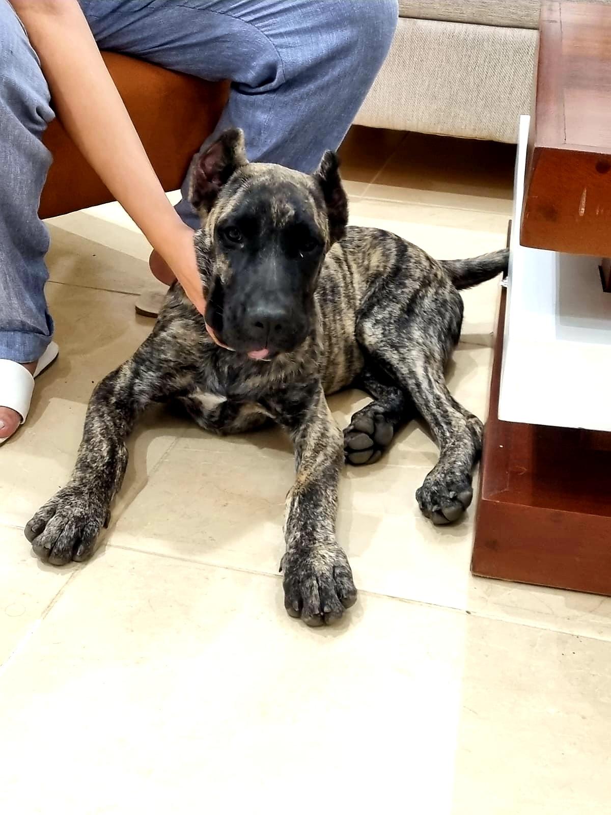 Presa Canario 5 meses Foto 7242612-x2.jpg