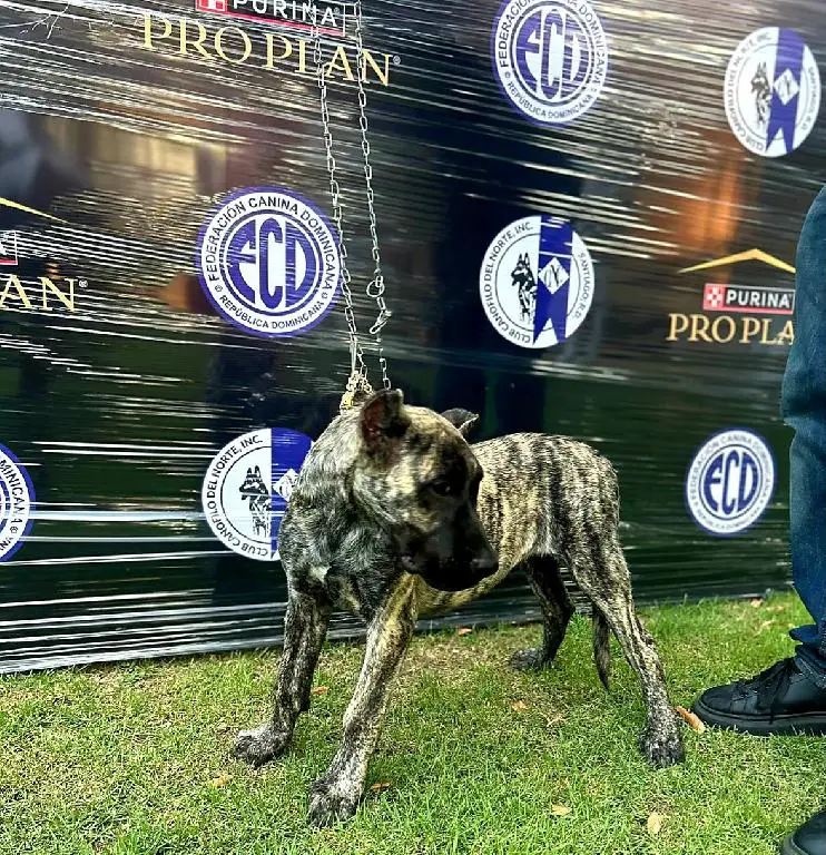Presa Canario 5 meses Foto 7242612-x3.jpg