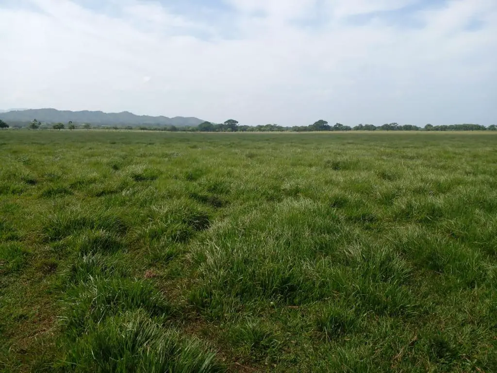 Terreno en Venta en Bávaro La Vacama Título Definitivo Con 1500 metros Foto 7243764-6.jpg