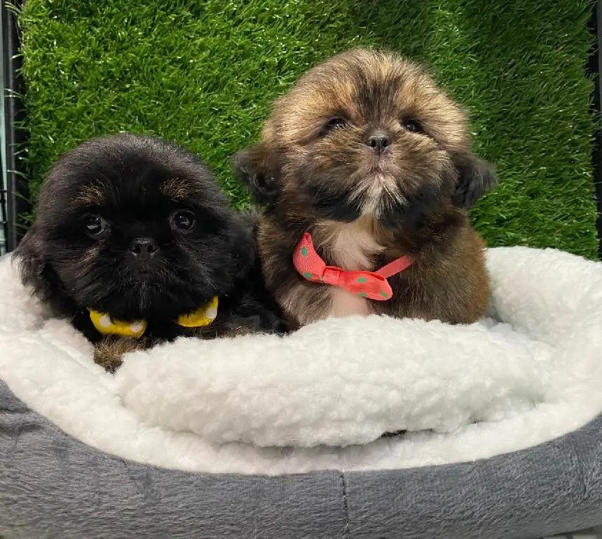 OFERTA CACHORRO SHIH TZU en Santo Domingo DN Foto 7243900-2.jpg