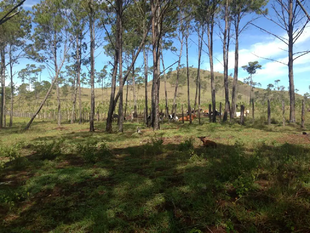Vendo Terreno en Azua Con título y Deslindado 1840070.65 Mts2. Foto 7244310-6.jpg
