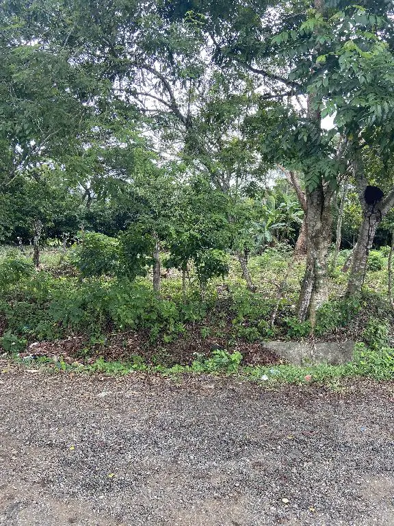 100 tareas  sembradas de cacao  con una laguna en el centro  Foto 7244918-1.jpg