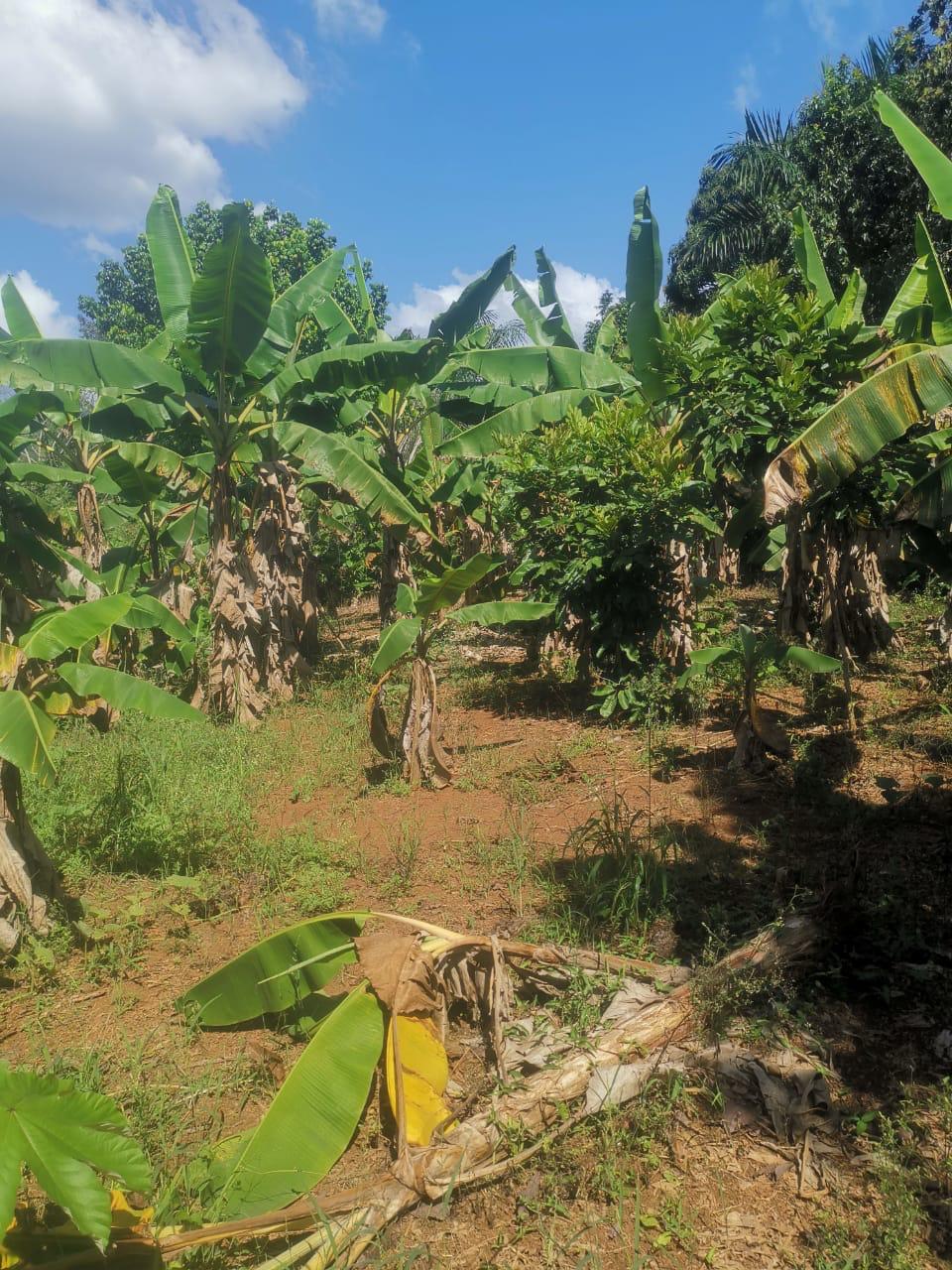 100 tareas  sembradas de cacao  con una laguna en el centro  Foto 7244918-10.jpg