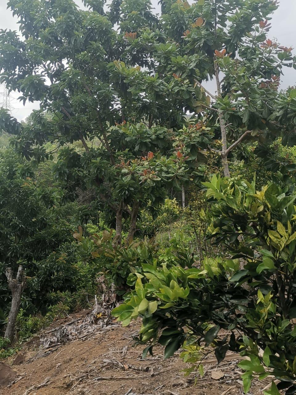100 tareas  sembradas de cacao  con una laguna en el centro  Foto 7244918-11.jpg