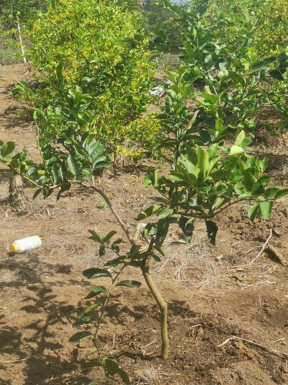 100 tareas  sembradas de cacao  con una laguna en el centro  Foto 7244918-12.jpg