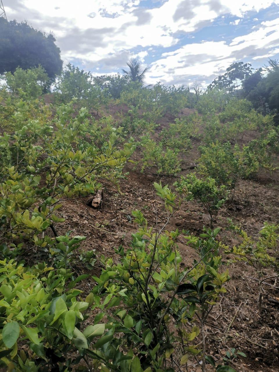 100 tareas  sembradas de cacao  con una laguna en el centro  Foto 7244918-14.jpg