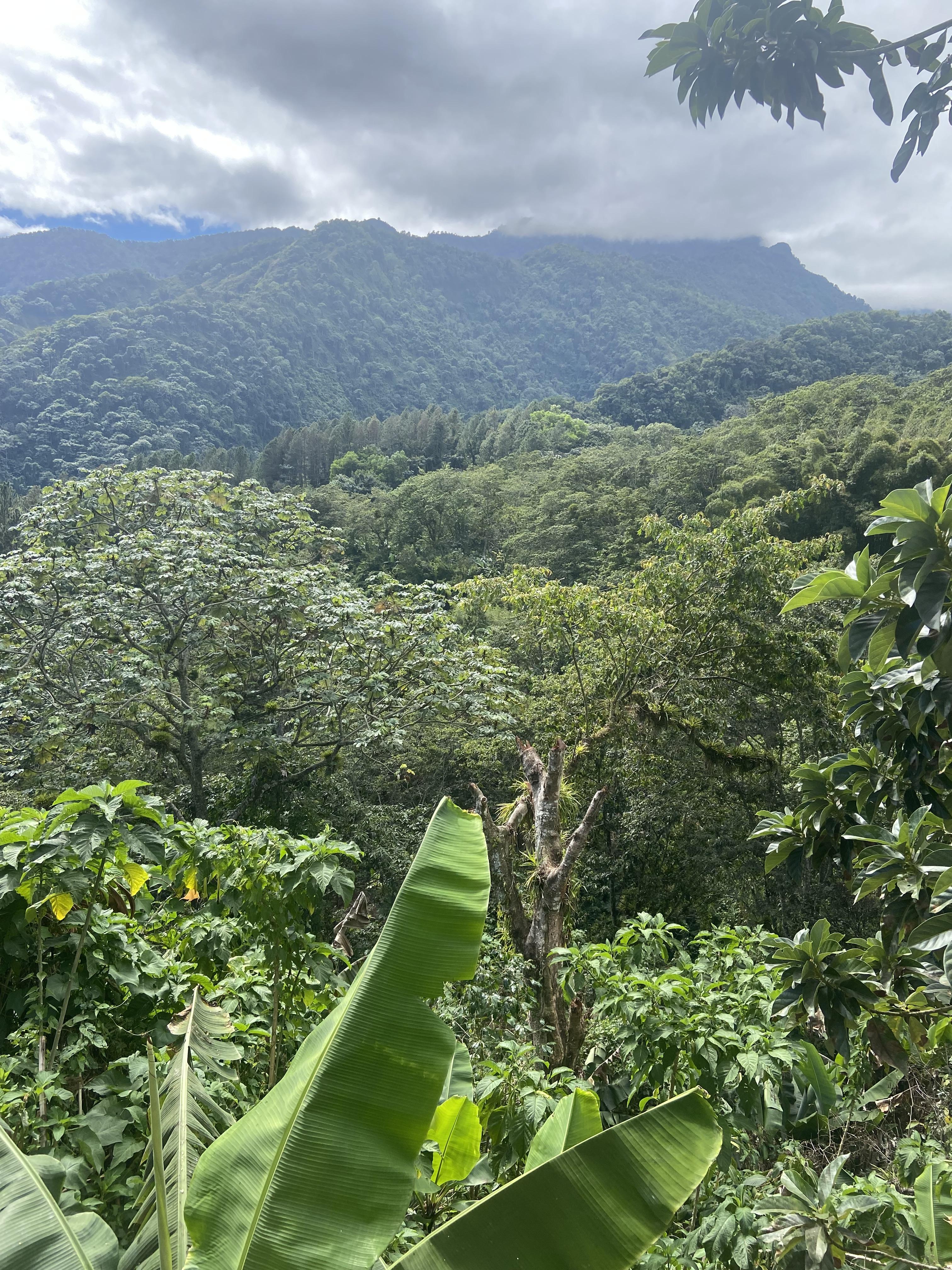 100 tareas  sembradas de cacao  con una laguna en el centro  Foto 7244918-15.jpg