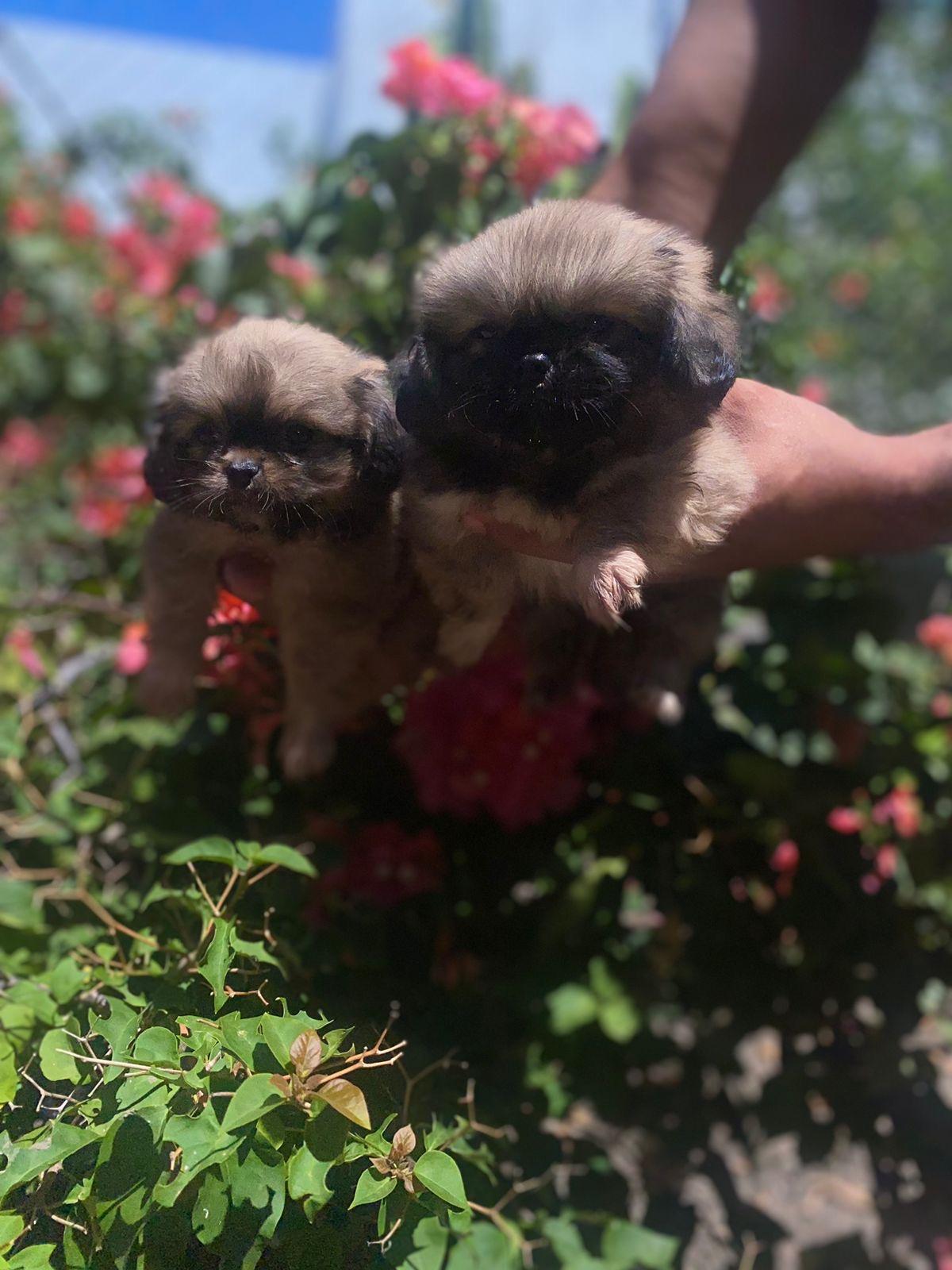 Pekinés Ambos Sexos  Foto 7245826-2.jpg