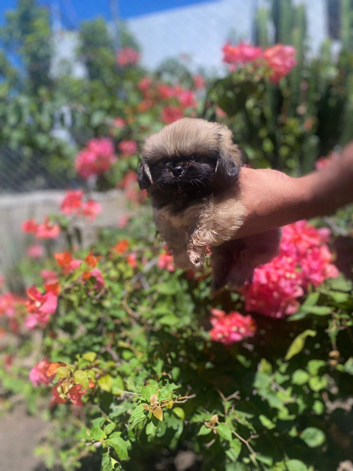 Pekinés Ambos Sexos  Foto 7245826-3.jpg