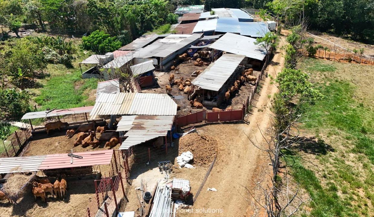 EN VENTA FINCA GRANJA GANADERA 460 TAREAS EN MONTE PLATA Foto 7246476-2.jpg