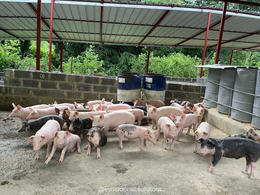 EN VENTA FINCA GRANJA GANADERA 460 TAREAS EN MONTE PLATA Foto 7246476-8.jpg