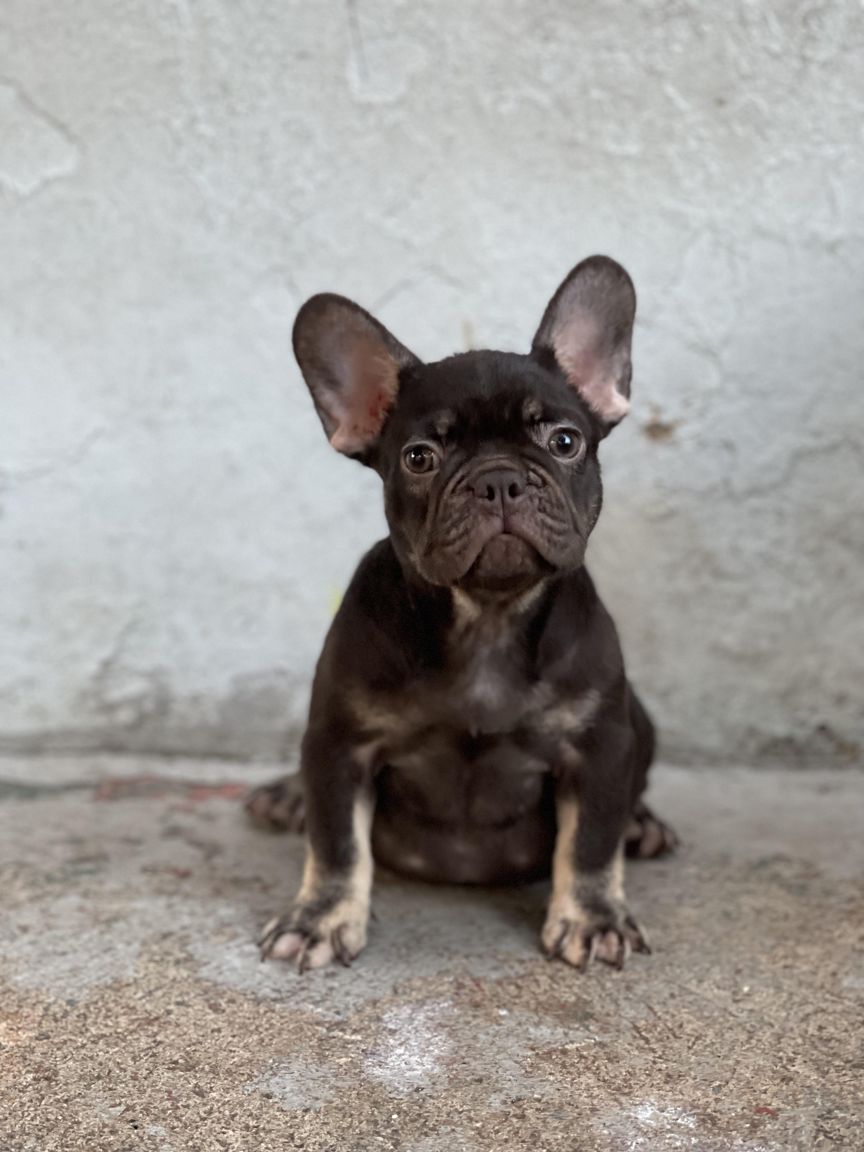 Bulldog francés  Foto 7246491-2.jpg