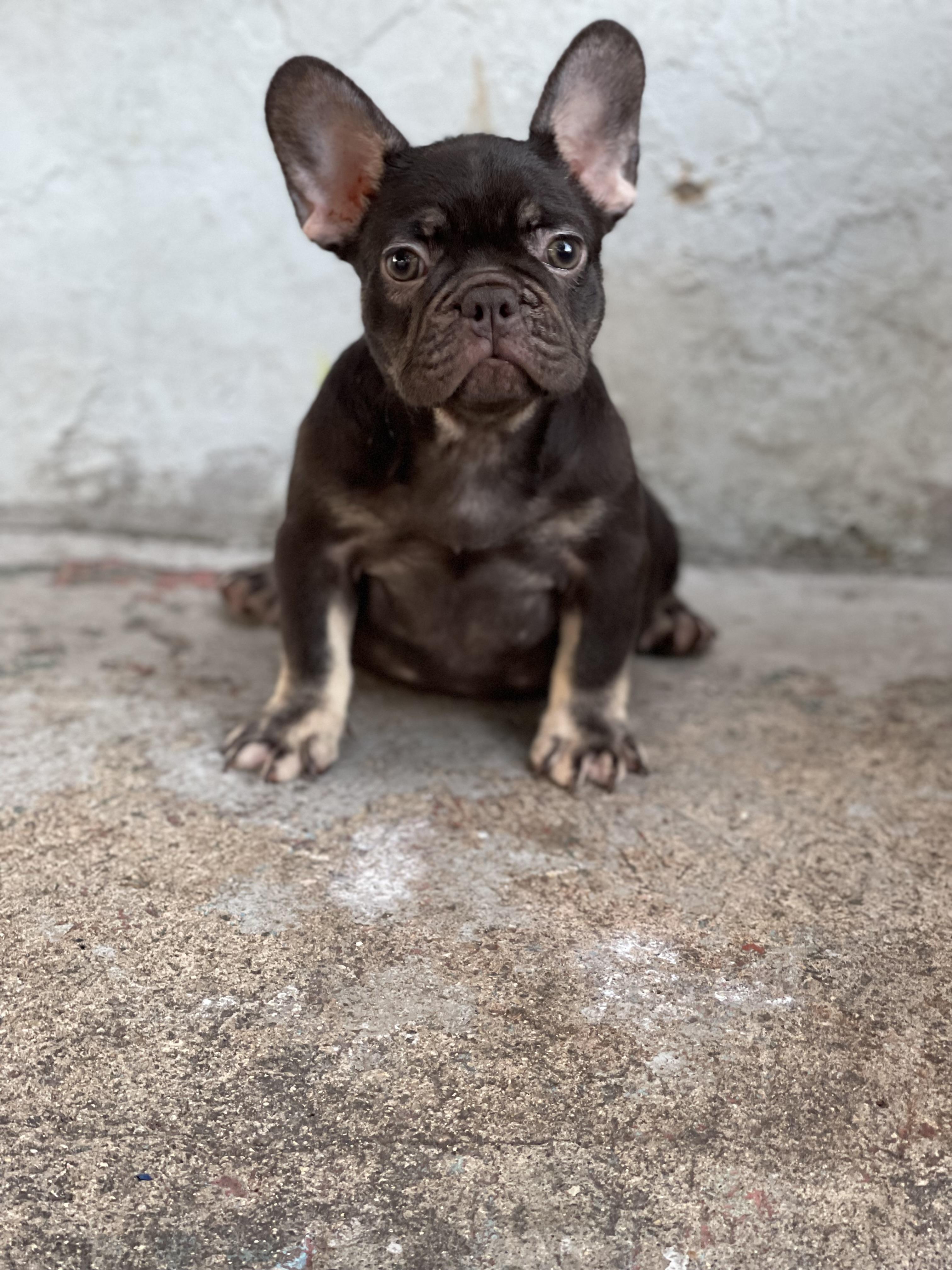 Bulldog francés  Foto 7246491-3.jpg