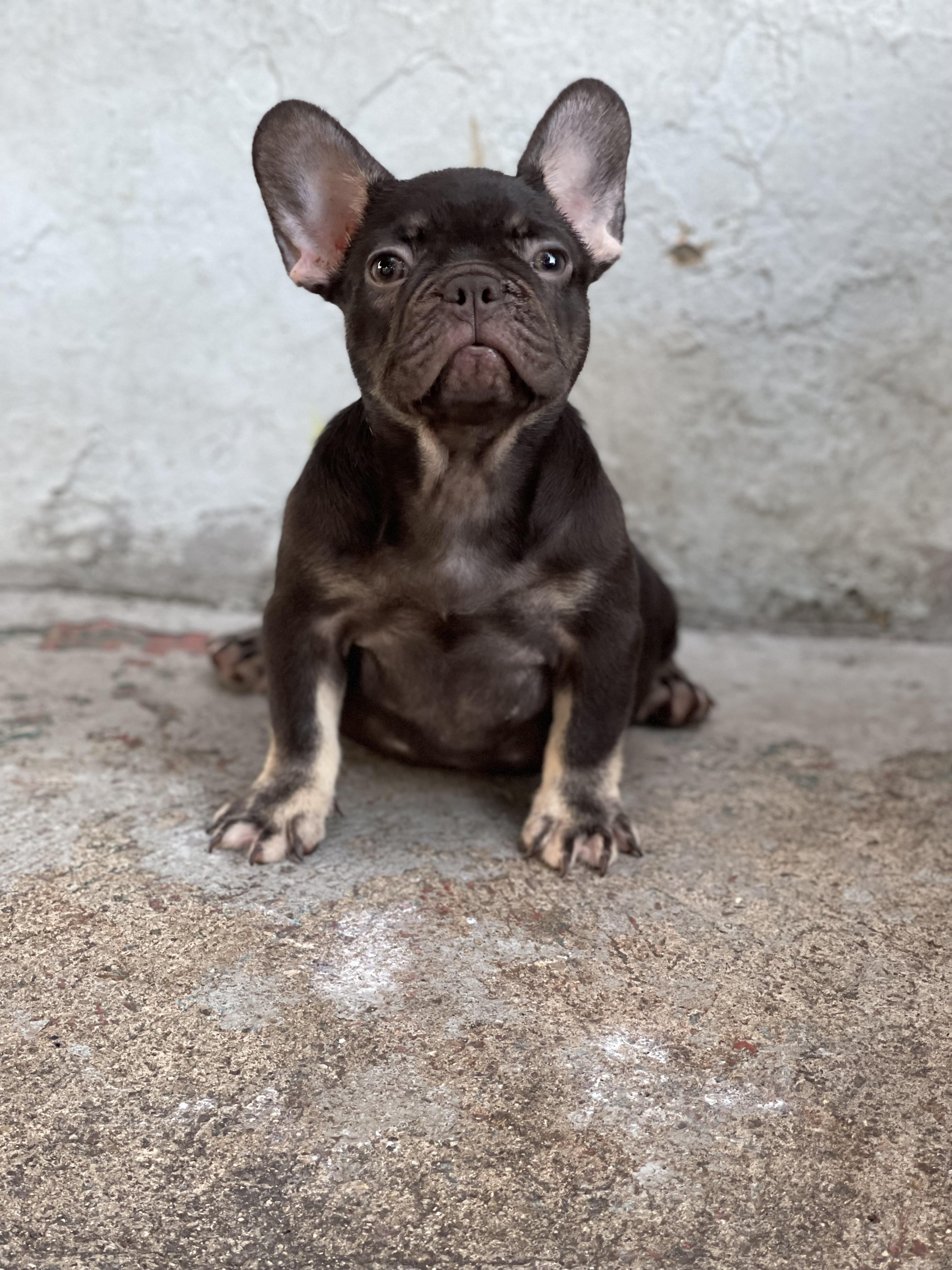 Bulldog francés  Foto 7246491-4.jpg