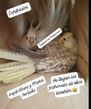 Aves pichones para empapillar  Foto 7246492-3.jpg