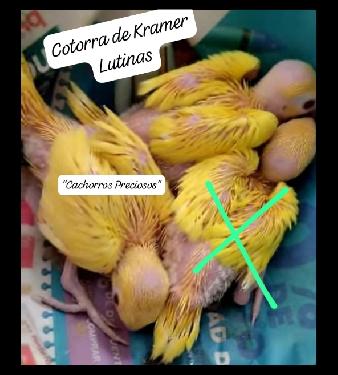 Aves pichones para empapillar  Foto 7246492-6.jpg