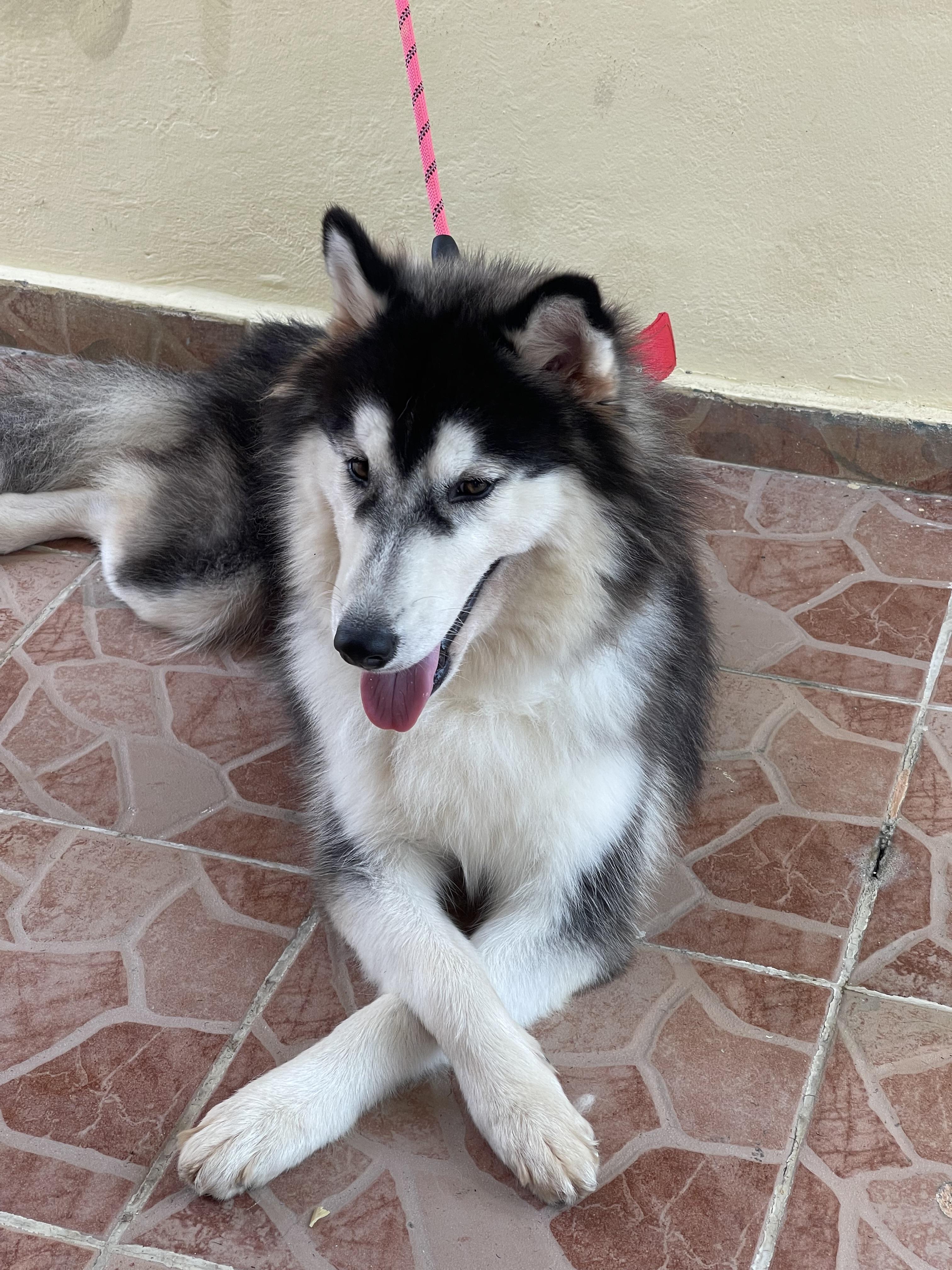 Vendo Husky siberiano Foto 7246831-2.jpg