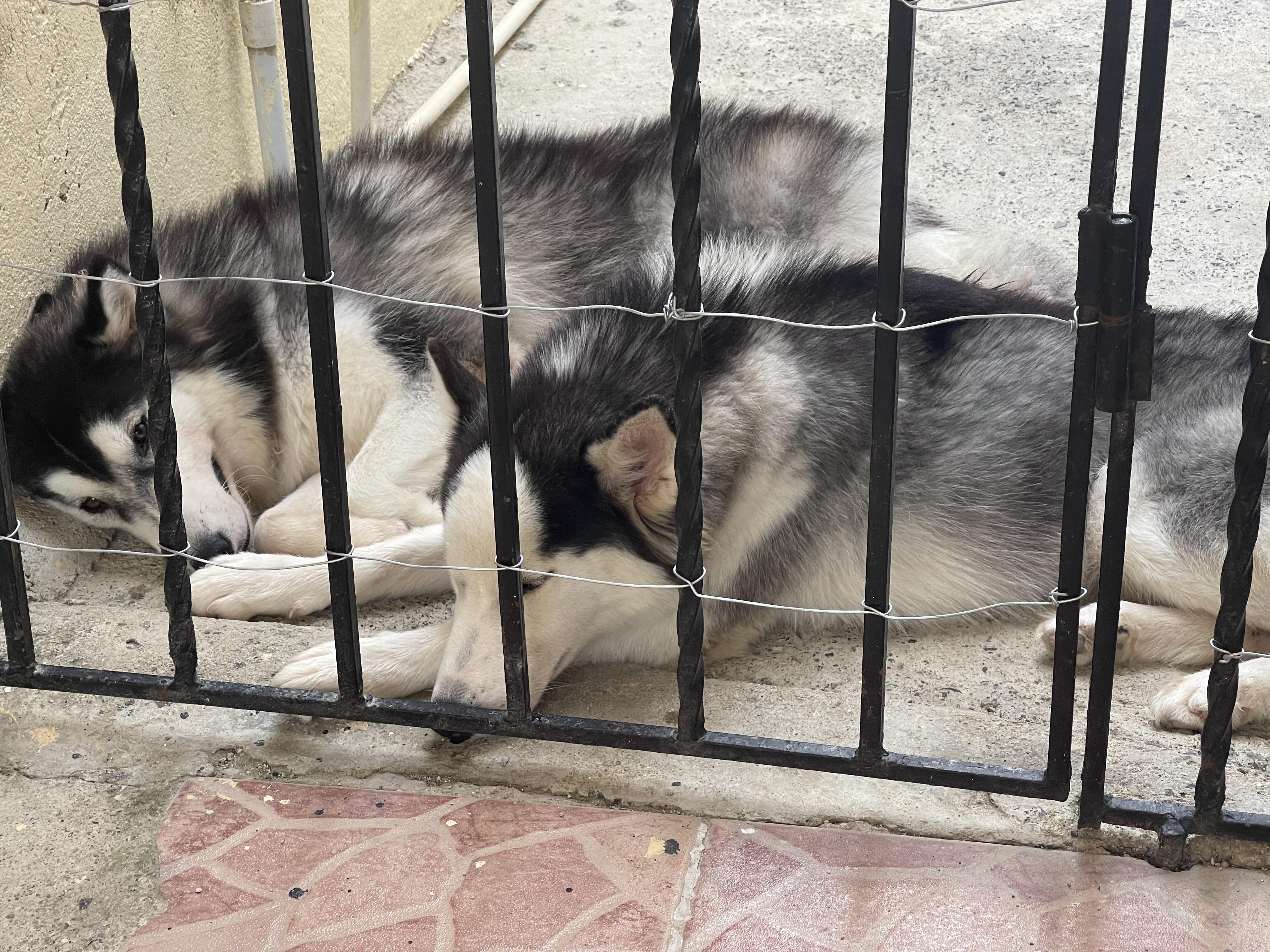 Vendo Husky siberiano Foto 7246831-3.jpg
