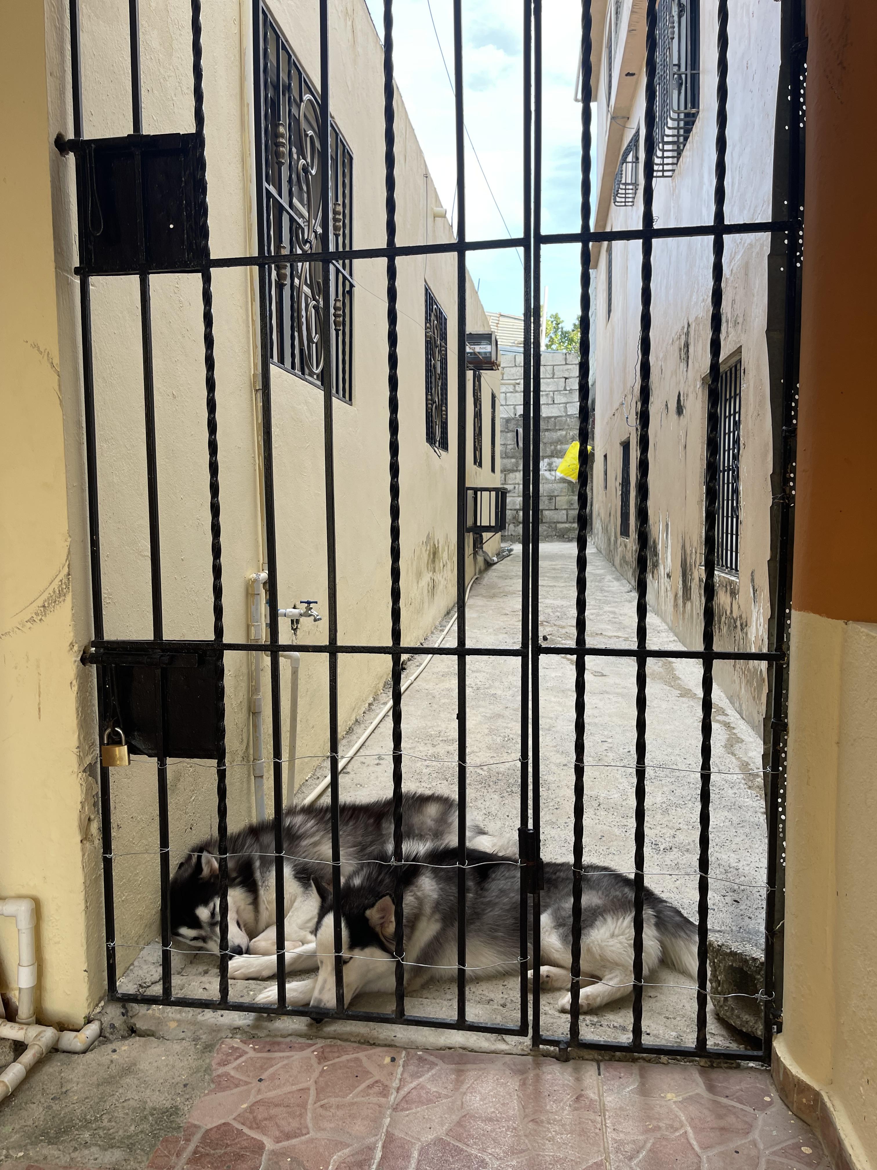 Vendo Husky siberiano Foto 7246831-4.jpg