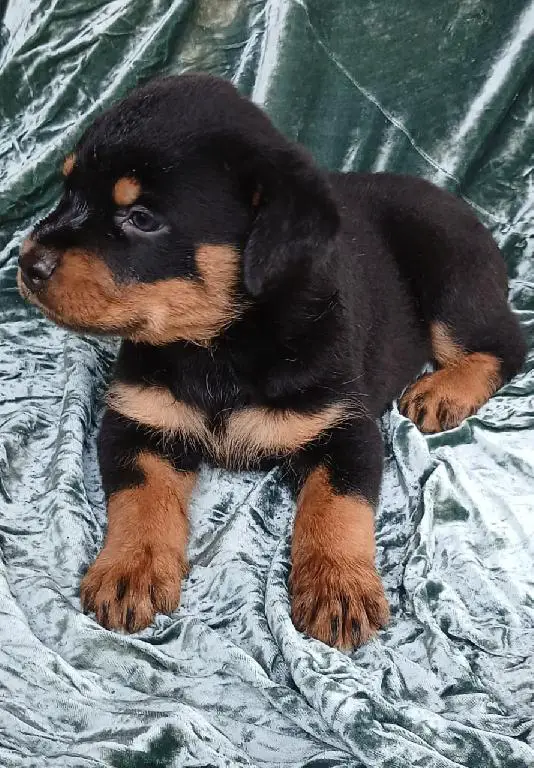 OFERTA ROTTWEILER HEMBRA Y MACHO DE PURA RAZA  Foto 7246901-1.jpg