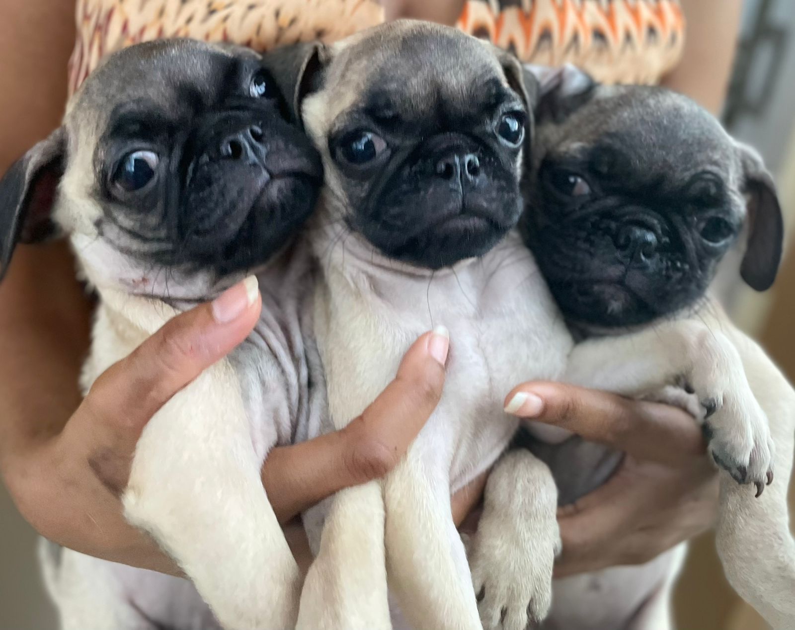 OFERTA PUGS AMBOS SEXOS Foto 7246904-1.jpg