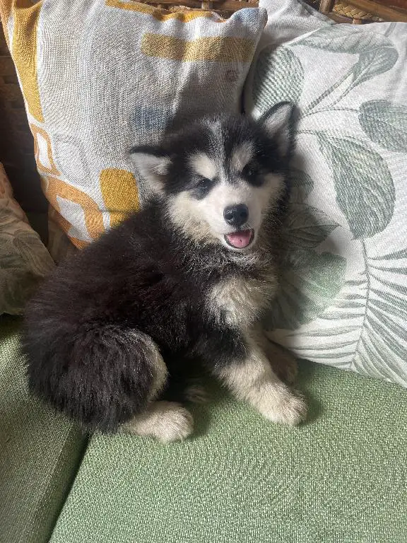 OFERTA!! Cachorros Husky Siberiano  Foto 7246906-2.jpg