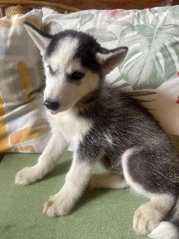 OFERTA!! Cachorros Husky Siberiano  Foto 7246906-3.jpg